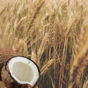 Kondicionér na poškodené vlasy Pšenica a kokosové mlieko Aroma 400 ml
