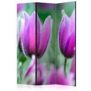 Paraván Purple spring tulips Dekorhome 135x172 cm (3-dielny) #1610605