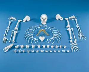 Erler Zimmer Rozložená kostra človeka - súbor kostí