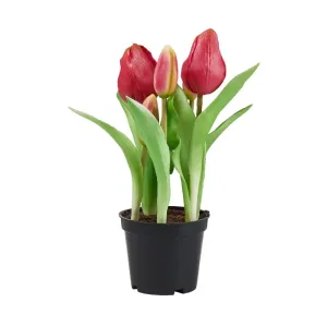 FLORISTA Tulipány 