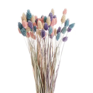 FLOWER MARKET Phalaris sušený - mix farieb
