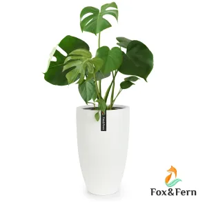 Fox & Fern Almere Kvetináč Fibre Stone ideálny pre rastliny, ručne vyrobený, kužeľovitý #1426251