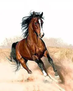 Gaira Maľovanie podľa čísiel Cválajúci kôň