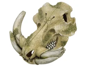 Lebka prasaťa bradavičnatého 19,3cm