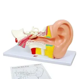 Ľudské ucho