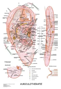 Vydavateľstvo Poznání Anatomický plagát - Aurikuloterapia