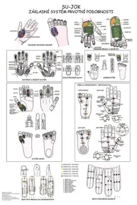 Vydavateľstvo Poznání Anatomický plagát - SU-JOK - základný systém prvotnej podobnosti