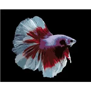 Bojovnica ryba bielo-červená, 40×50 cm, bez rámu a bez vypnutia plátna